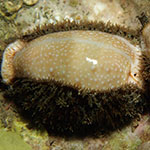 Cypraeidae 01